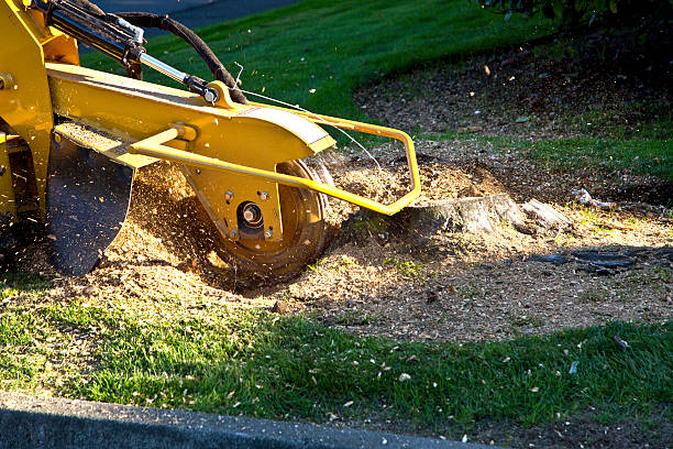 Tree Removal for Businesses in Fort Valley, GA